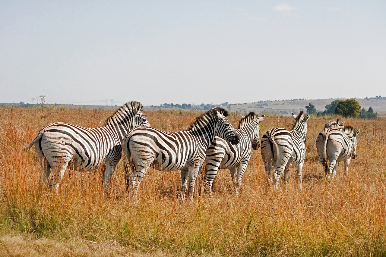 zebras